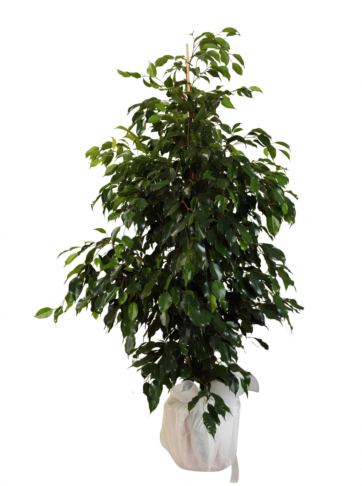 Büyük Boy Ficus Benjamin