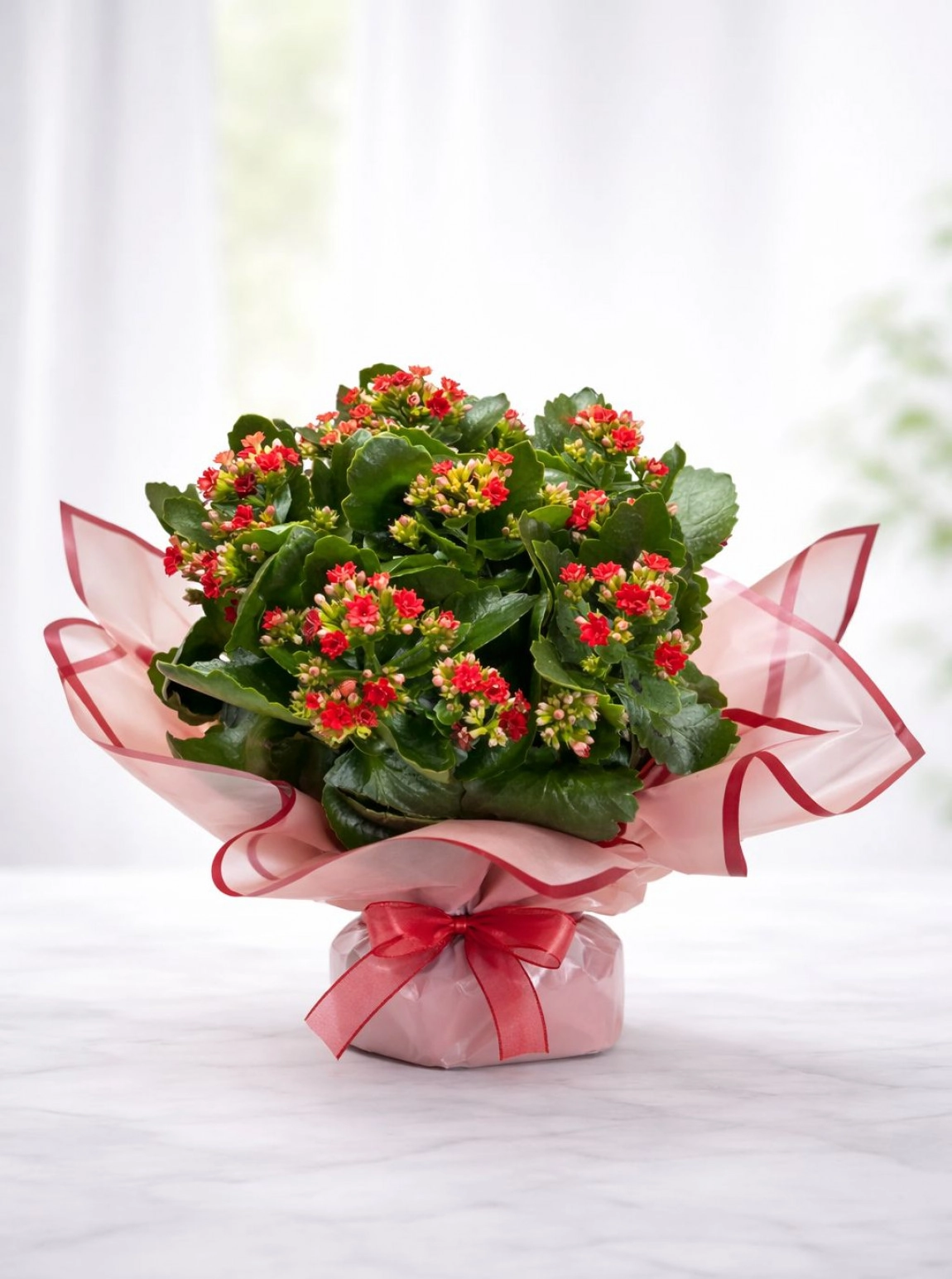 Büyük Boy Kalonşa Çi̇çeği̇