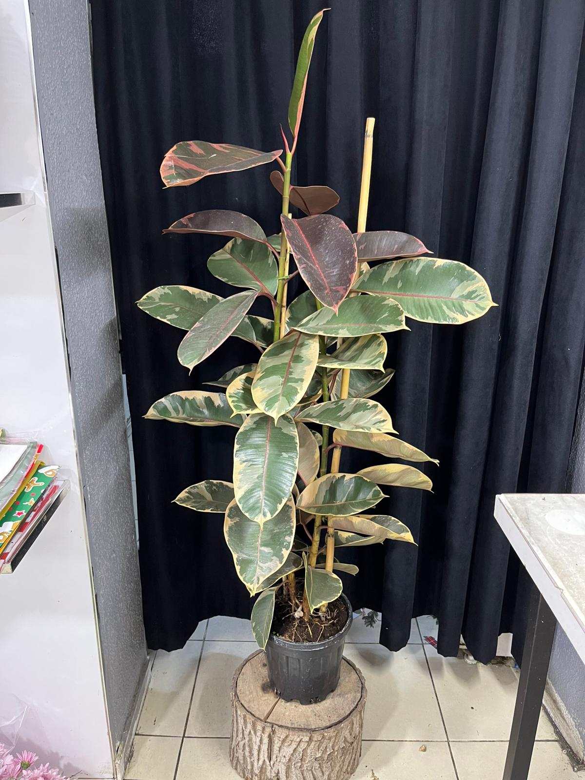 Çi̇fli̇ Kauçuk(Büyük)