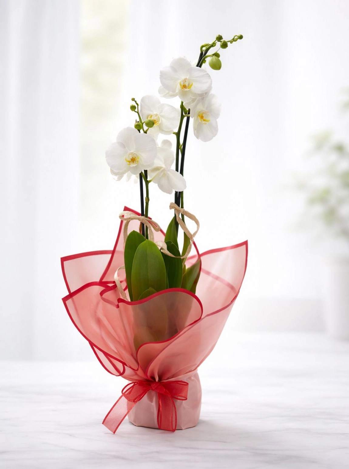 Çi̇ft Dal  İthal Orki̇de