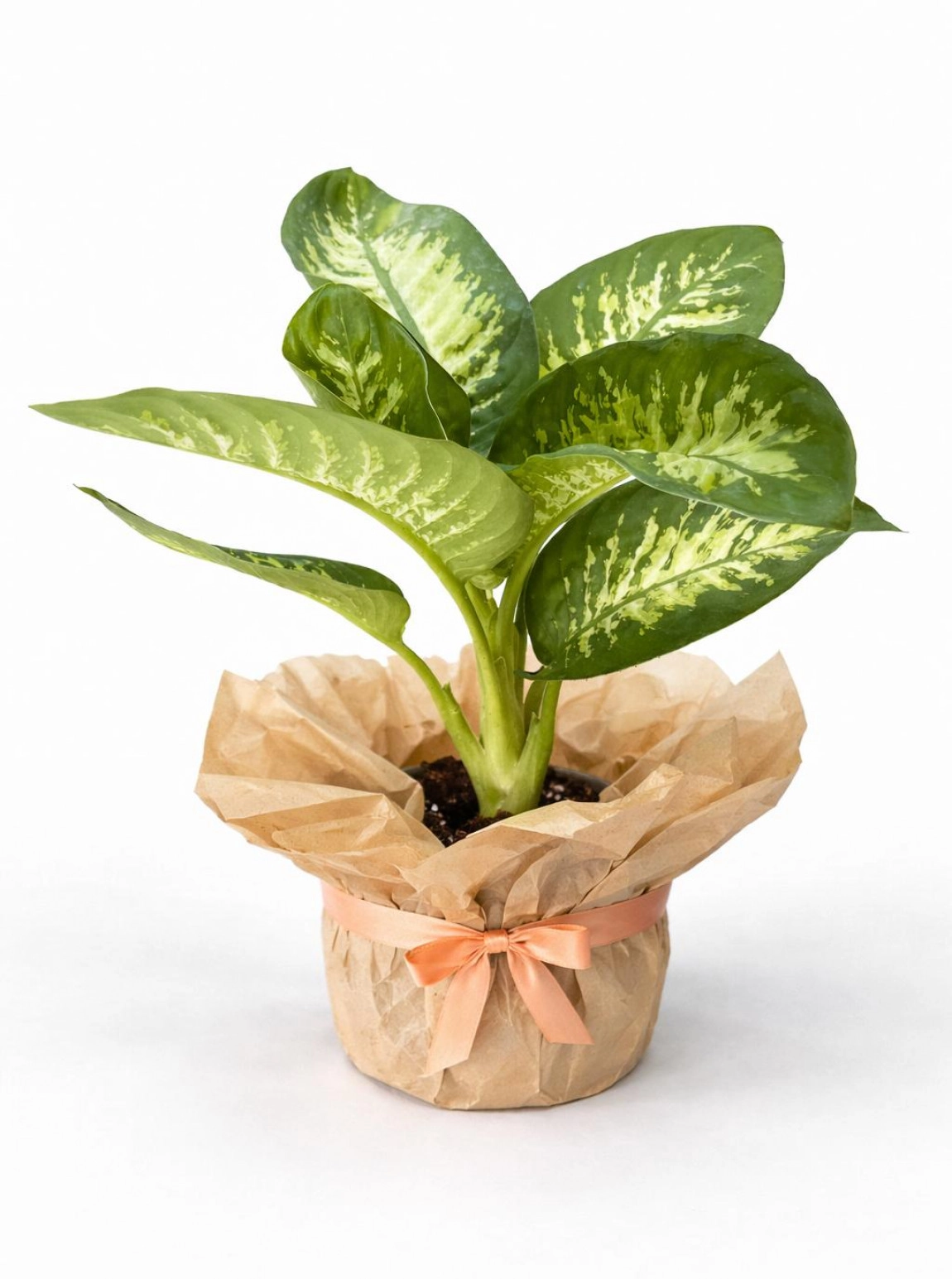 Di̇fenbahya (Tropi̇k) Çi̇çeği̇