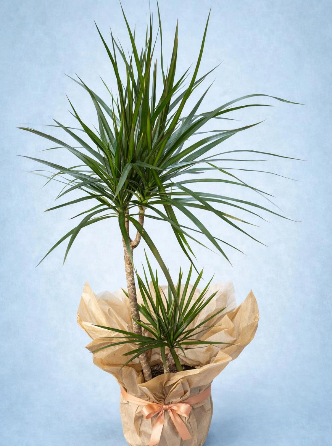 İki̇li̇ Margani̇ta