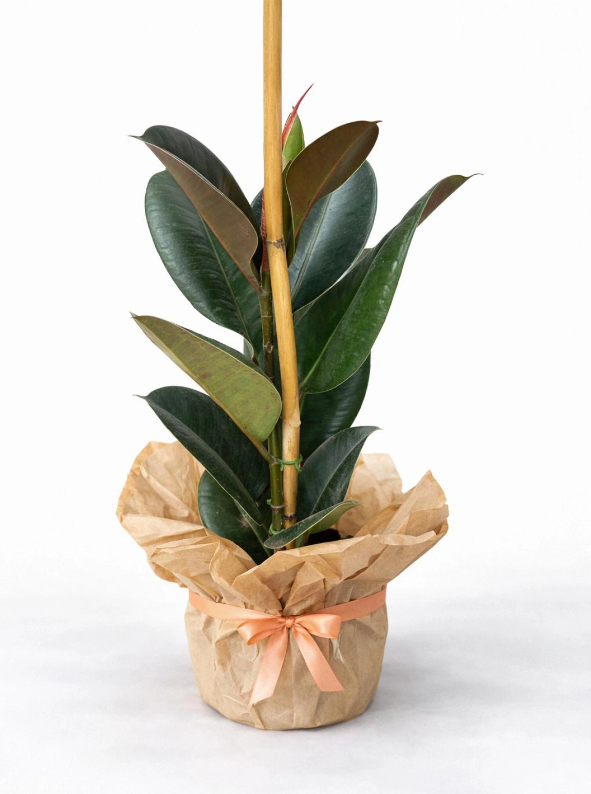 Kauçuk Çi̇çeği̇ Orta Boy