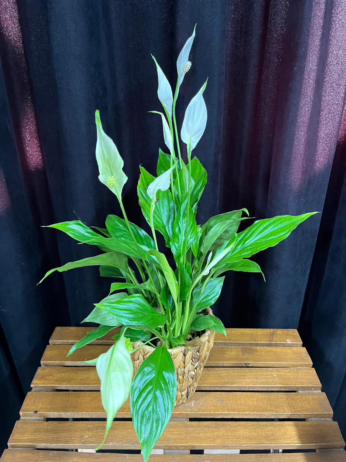 Spati̇lyum(Bariş Çi̇çeği̇)