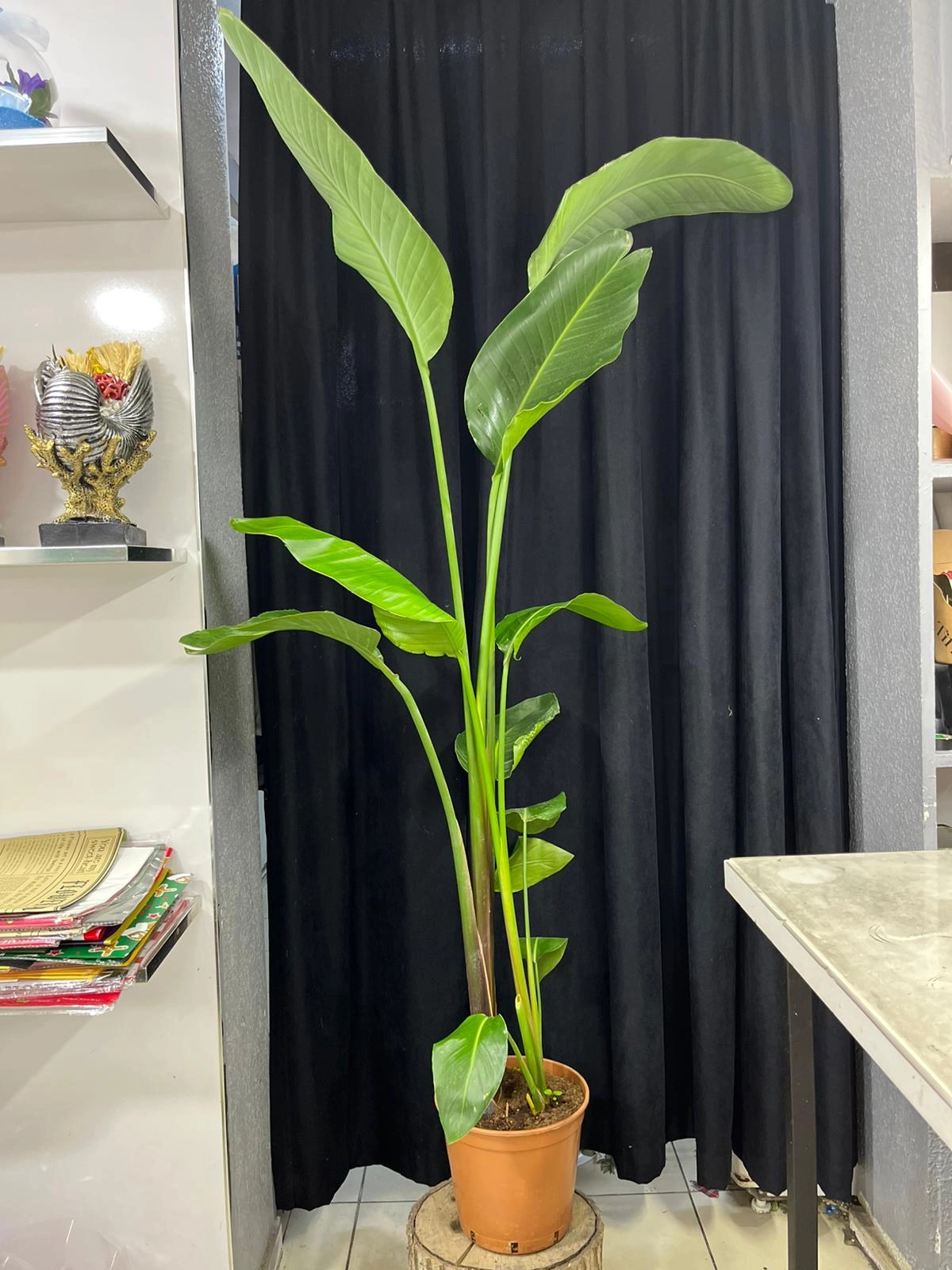 Starli̇çe(Büyük)