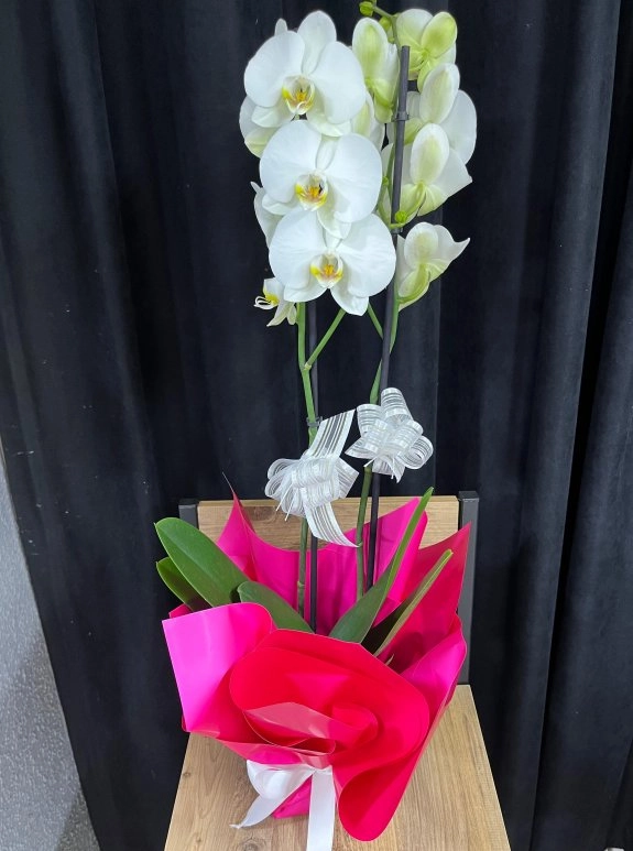 Beyaz Çi̇ft Dal İthal Orki̇de