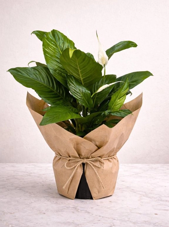 Büyük Boy Spatilyum Barış Çiçeği