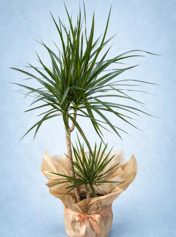 İki̇li̇ Margani̇ta