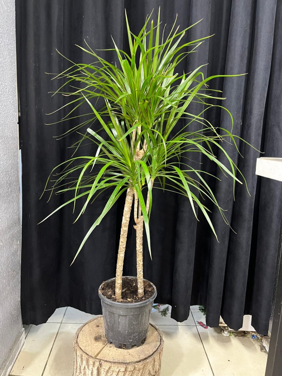 Margani̇ta (Çi̇ftli̇)