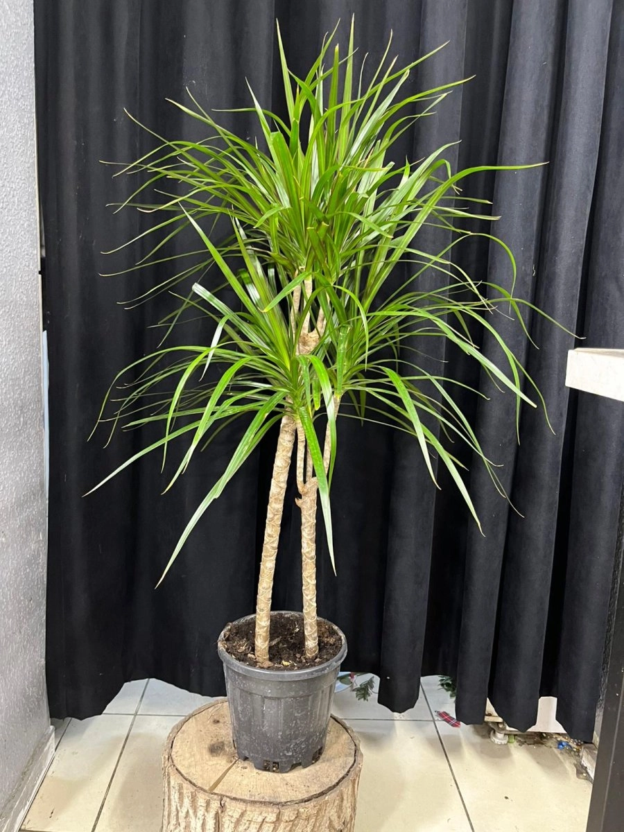 Margani̇ta (Çi̇ftli̇)