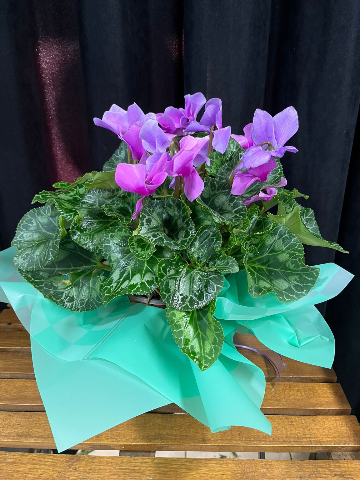 Siklamen Çi̇çeği̇