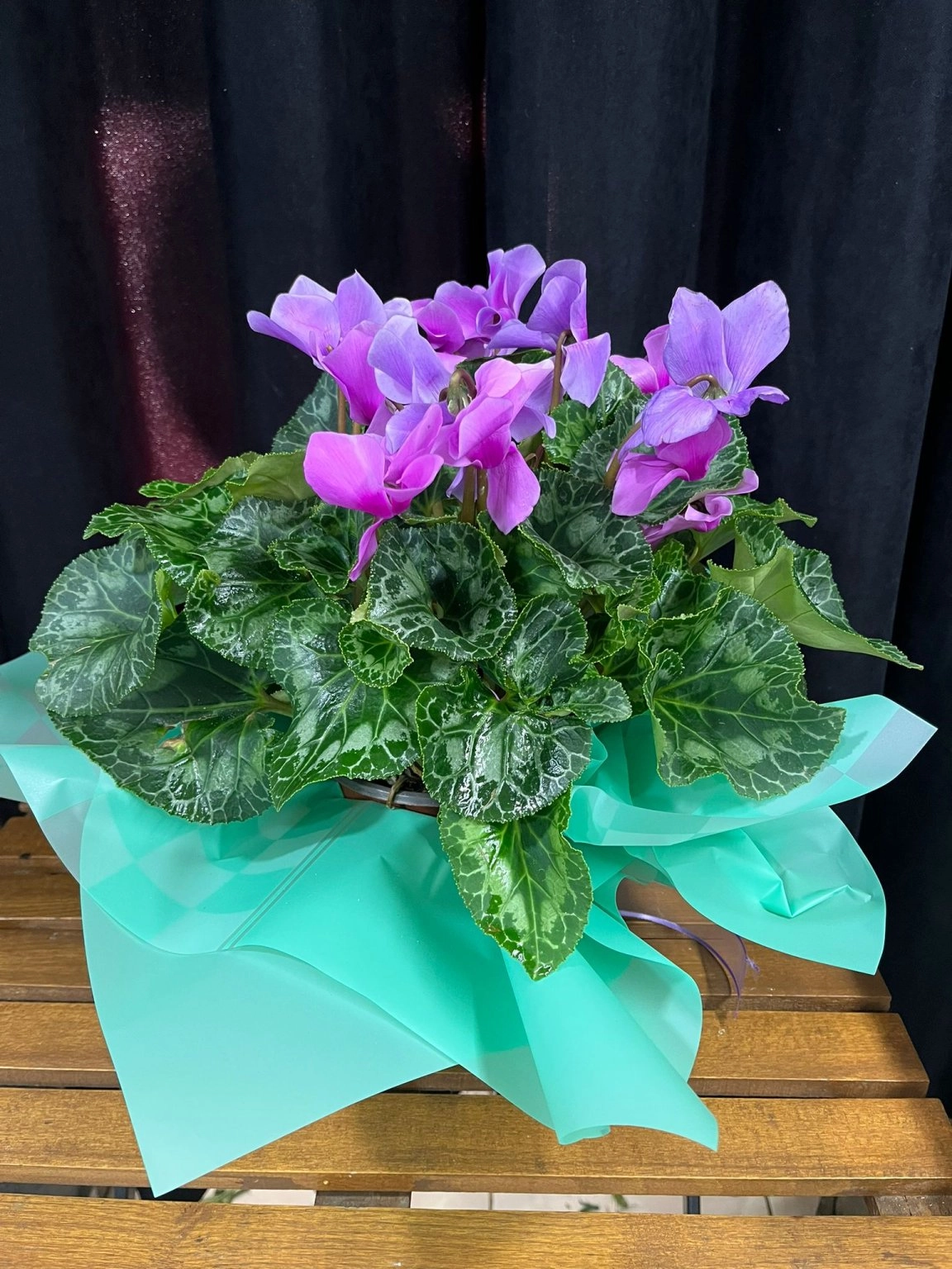 Siklamen Çi̇çeği̇