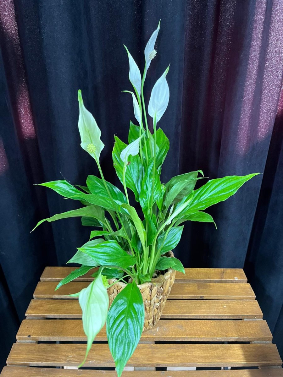 Spati̇lyum(Bariş Çi̇çeği̇)