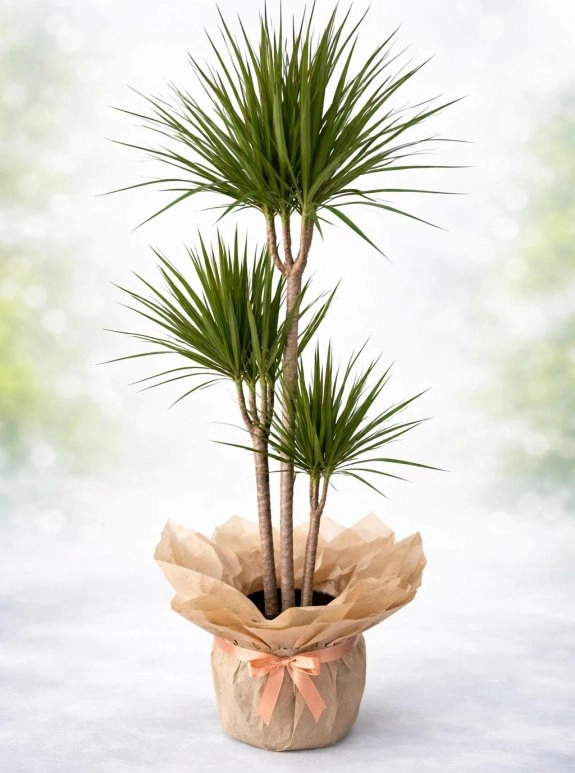 Üçlü Margi̇nata Çi̇çeği̇