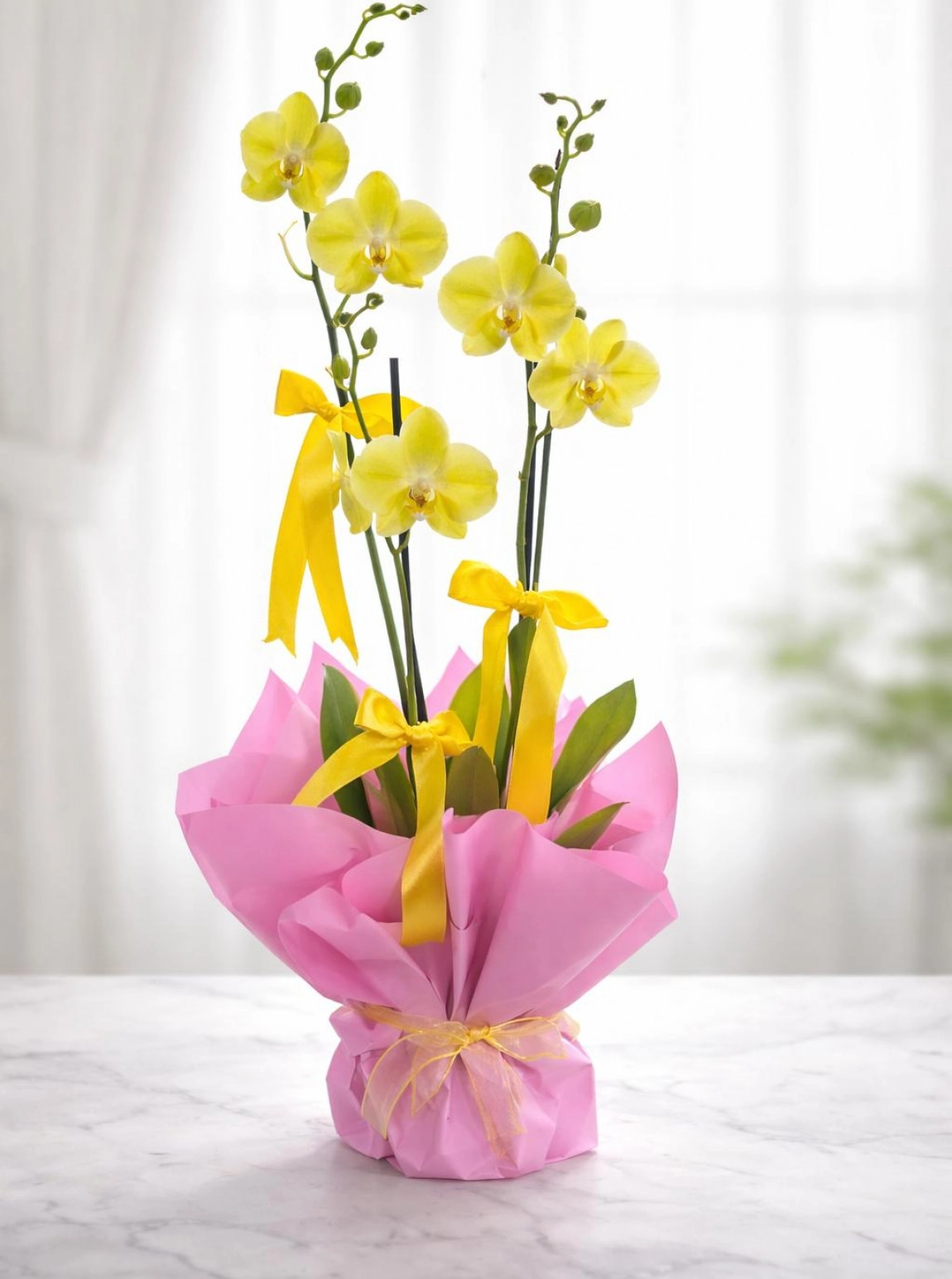 Üç Dal  İthal Orki̇de