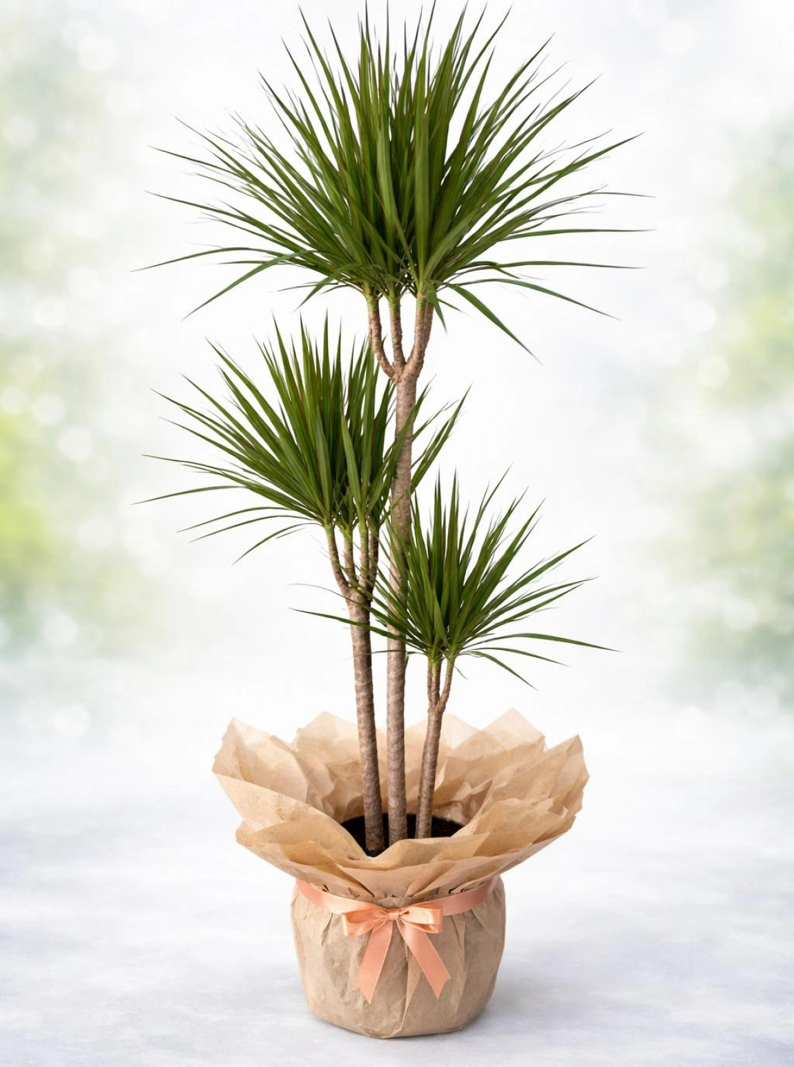 Üçlü Margi̇nata Çi̇çeği̇