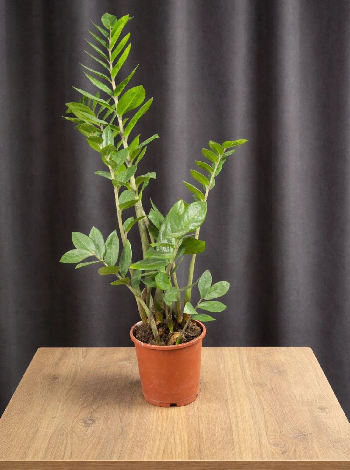 Zami̇a Çi̇çeği̇